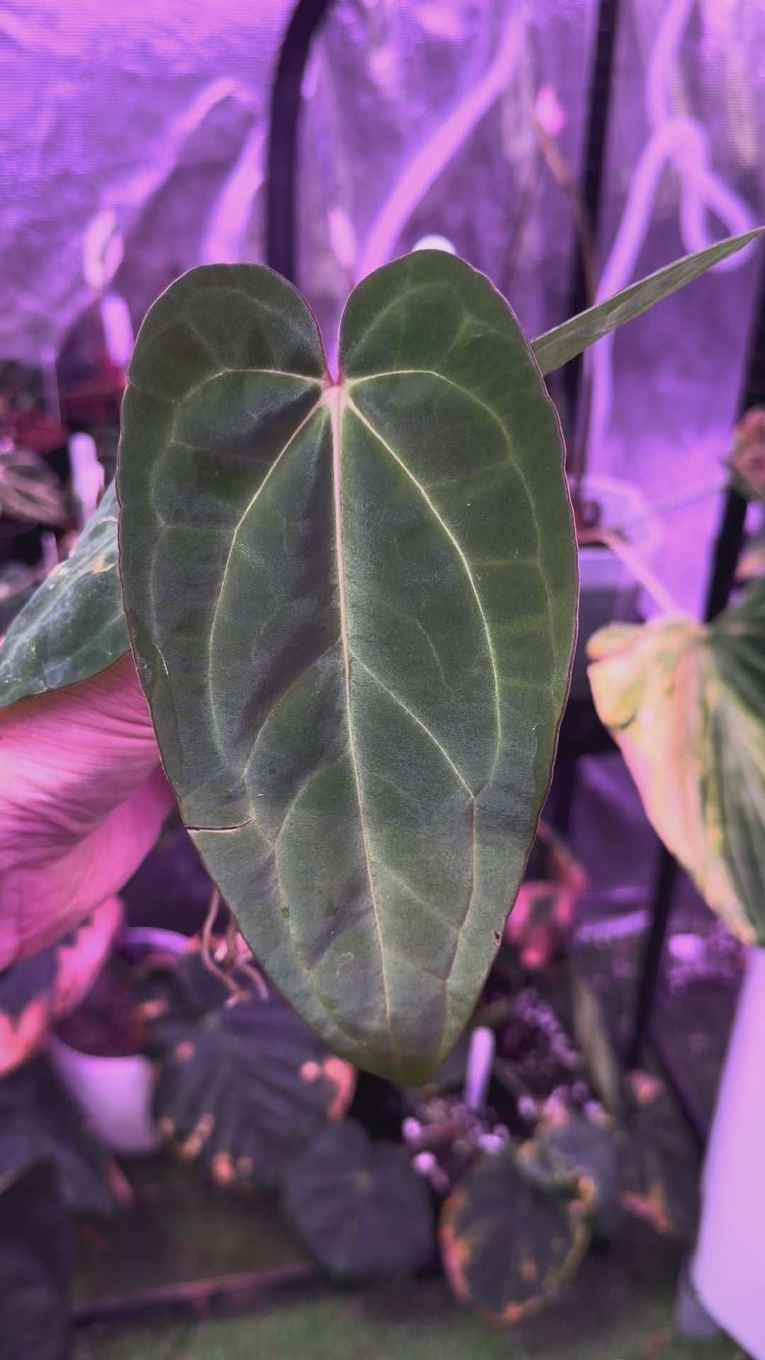 Anthurium “Black Cherry” X carlablackiae RA8 - B