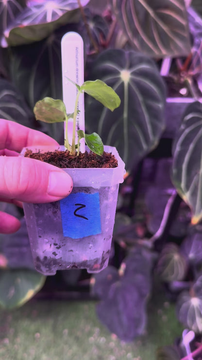 Anthurium dressleri RG Founder clone #2 x papillilaminum "Ralph Lynman" clone 2