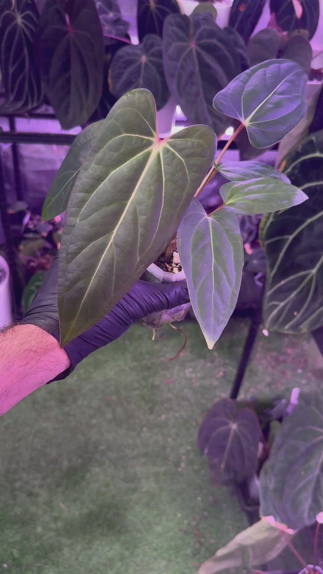 Anthurium carlablackiae RA15 x ustuopoense