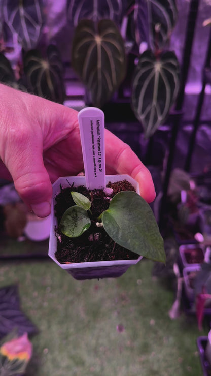 Anthurium Panamama 3.0 x sp. nov. DF 1
