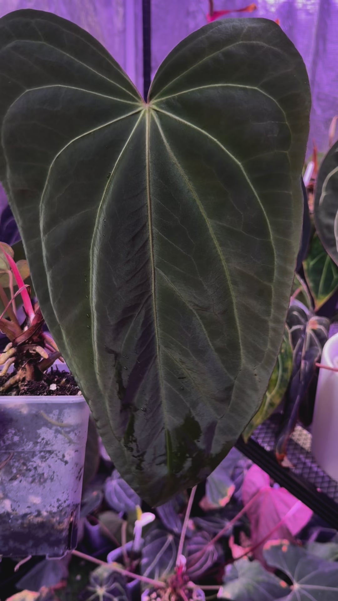 Anthurium sp. Nov. DF x sp. Nov. Darien flowering