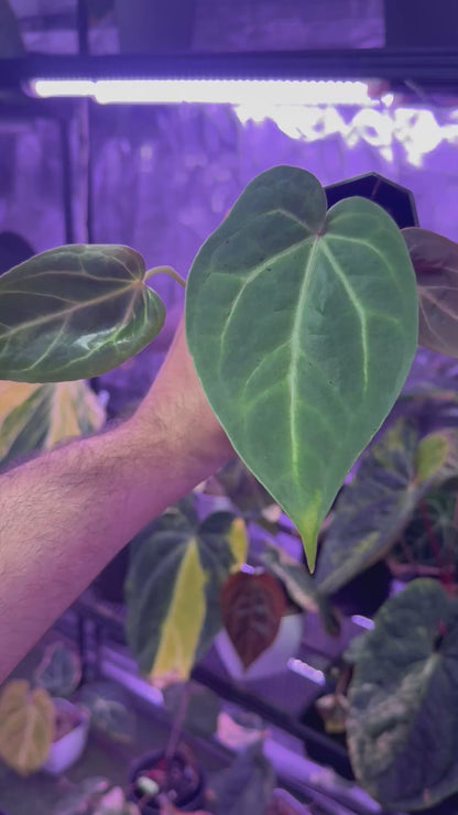 Anthurium “Black Widow x Michelle” x magnificum “Norte”