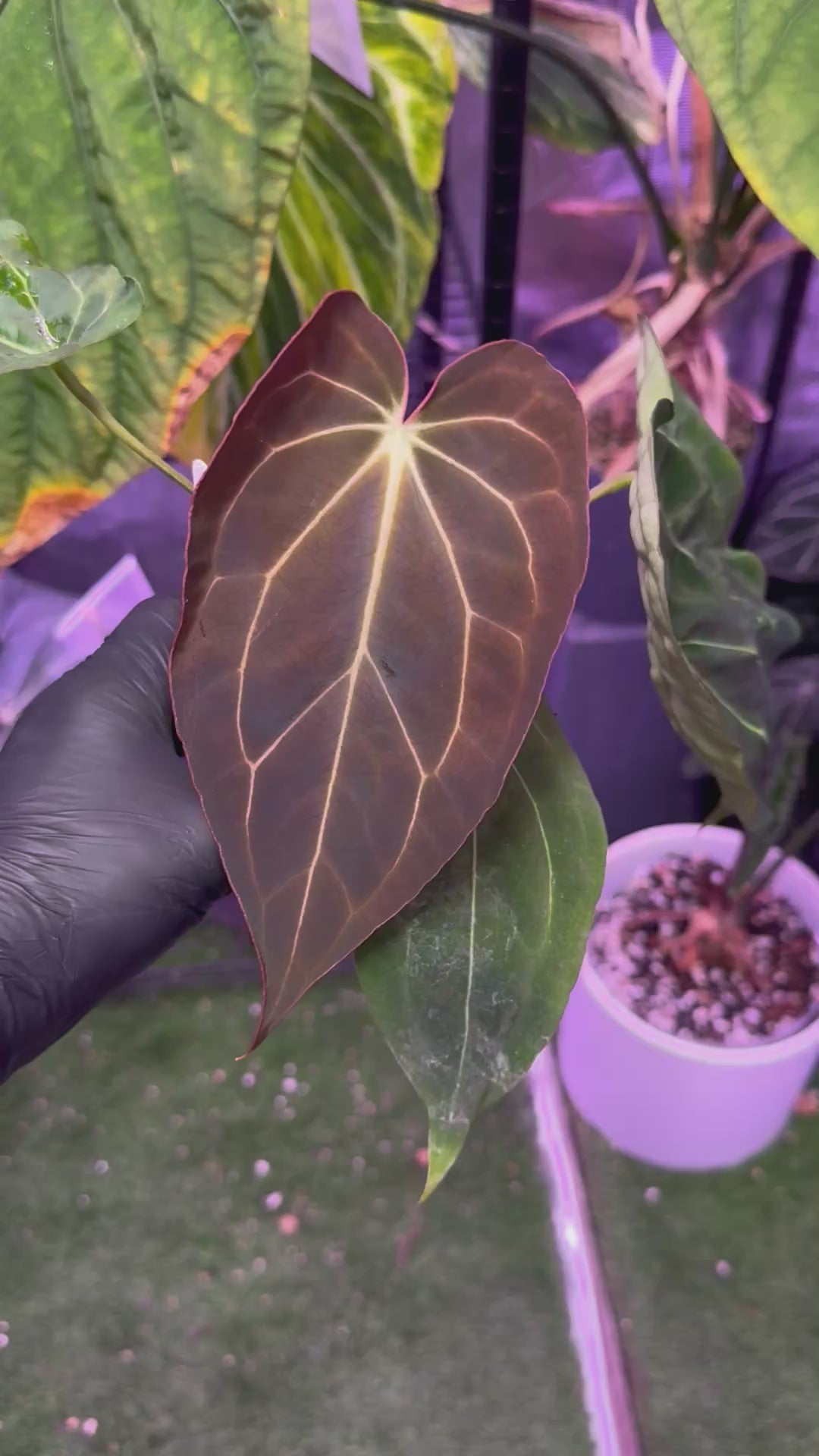 Anthurium carlablackiae District x Black Widow Michelle