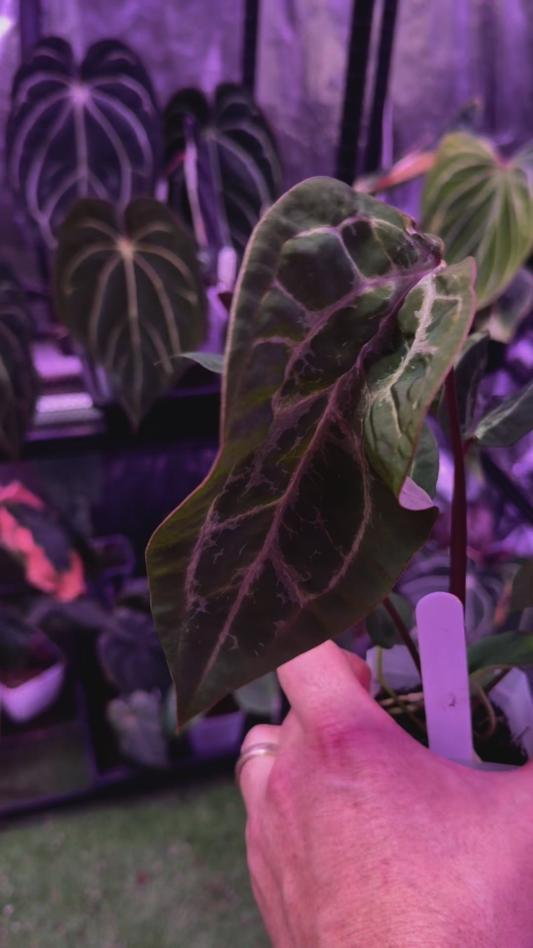 Load video: Anthurium Morticia&#39;s Magic X Zara x Michelle - mutated blister variegation