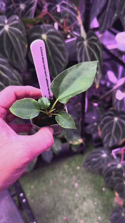 Anthurium dressleri RG Founder clone #2 x papillilaminum "Ralph Lynman" clone B