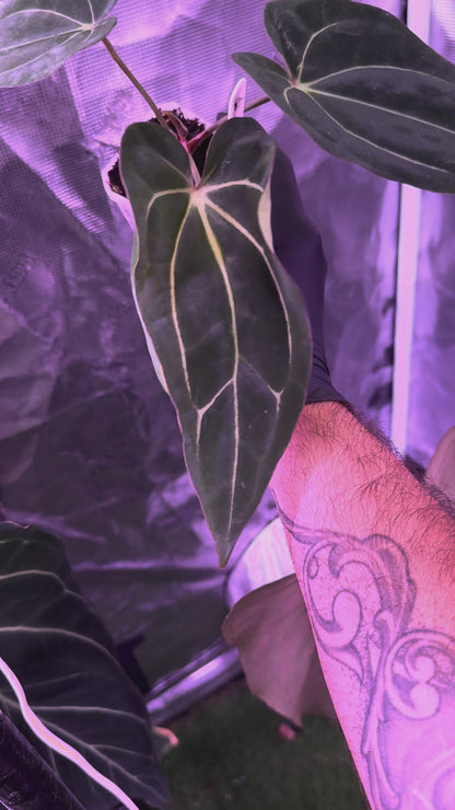 Anthurium (dressleri x carlablackiae) x carla 6x5