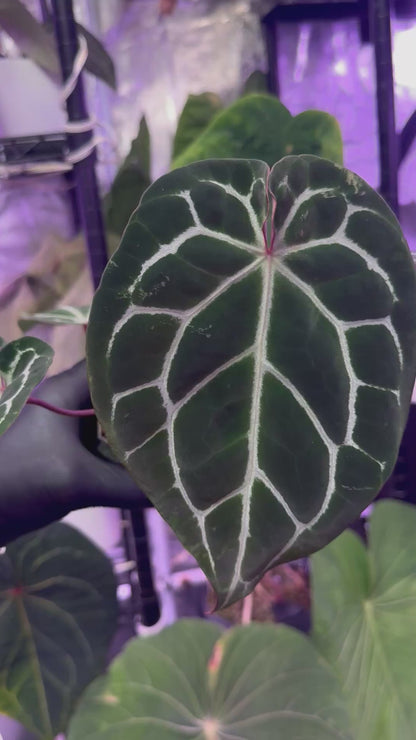 Anthurium crystallinum ‘Chocolate’ x ‘Black Widow x Michelle’