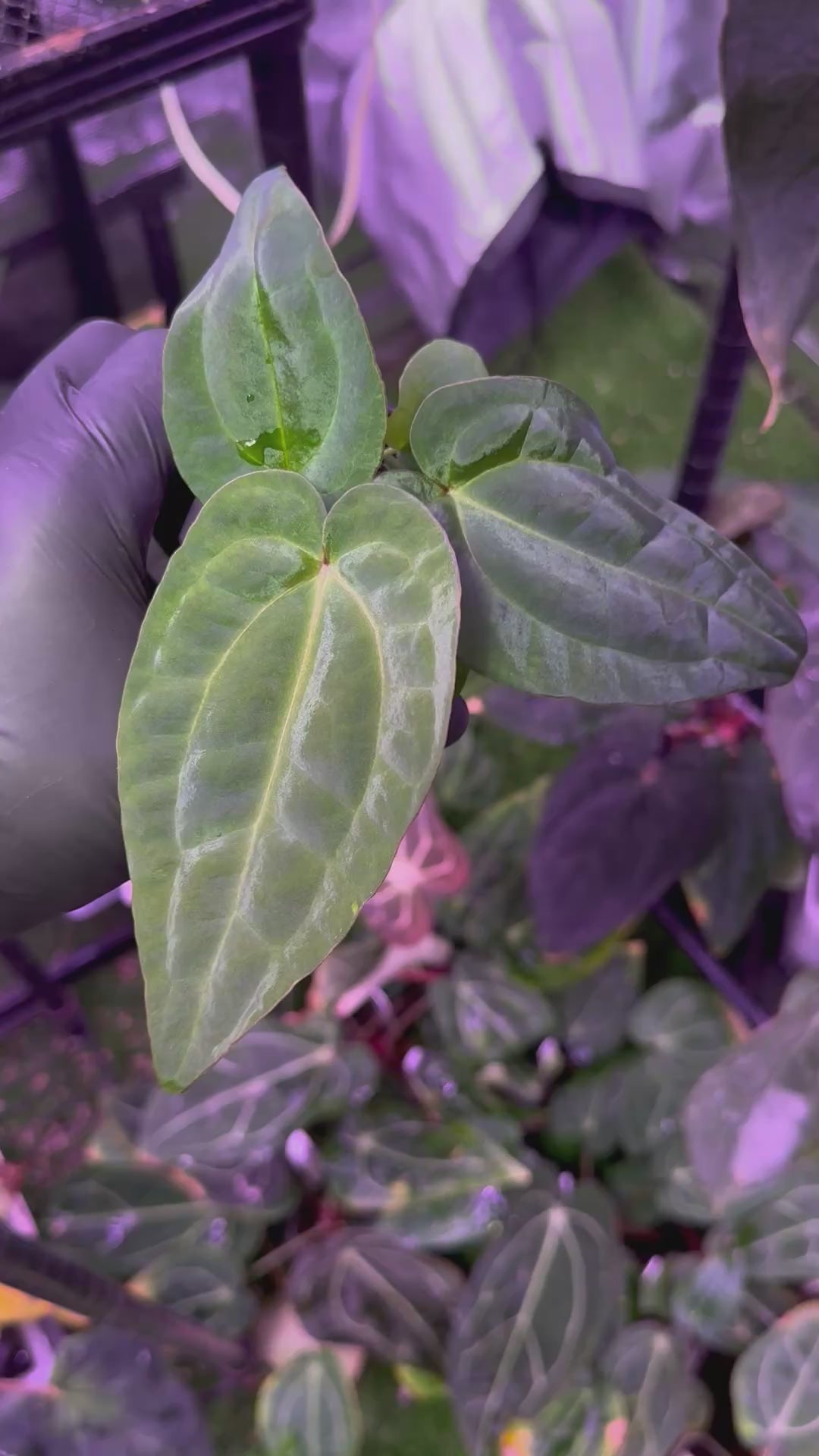 Anthurium "Michelle" x "RVDP" *Growers Choice*