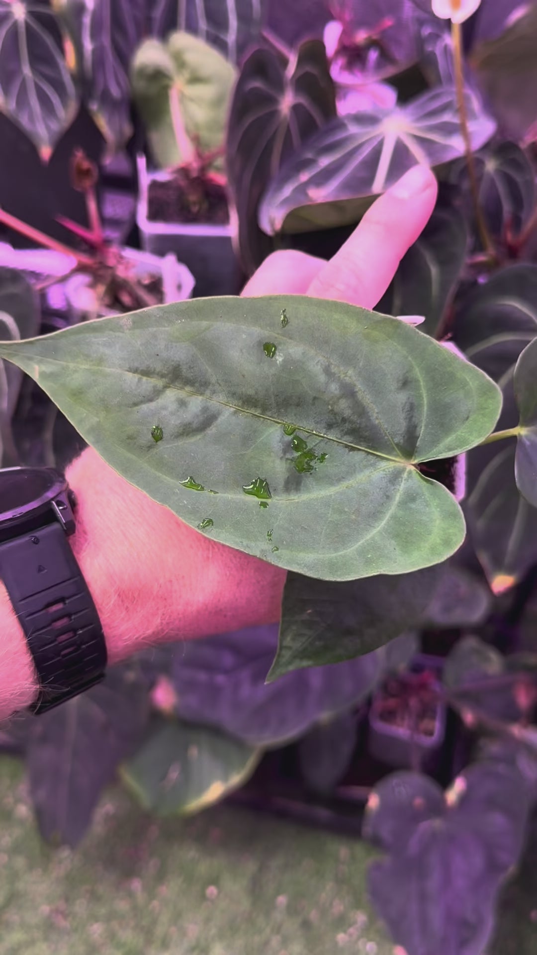 Anthurium Panamama 3.0 x sp. nov. DF