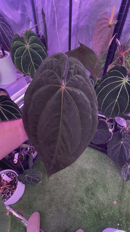 Anthurium (dressleri x carlablackiae) x Red Vein Dark Phoenix