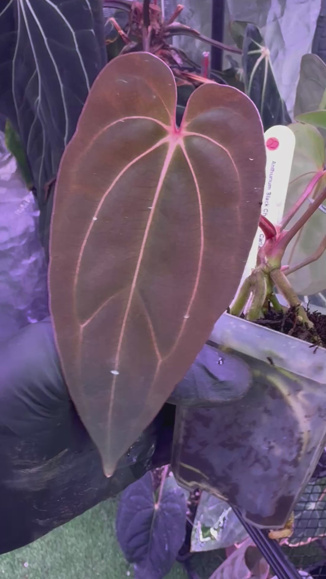 Anthurium Blach Cherry x carlablackiae RA8