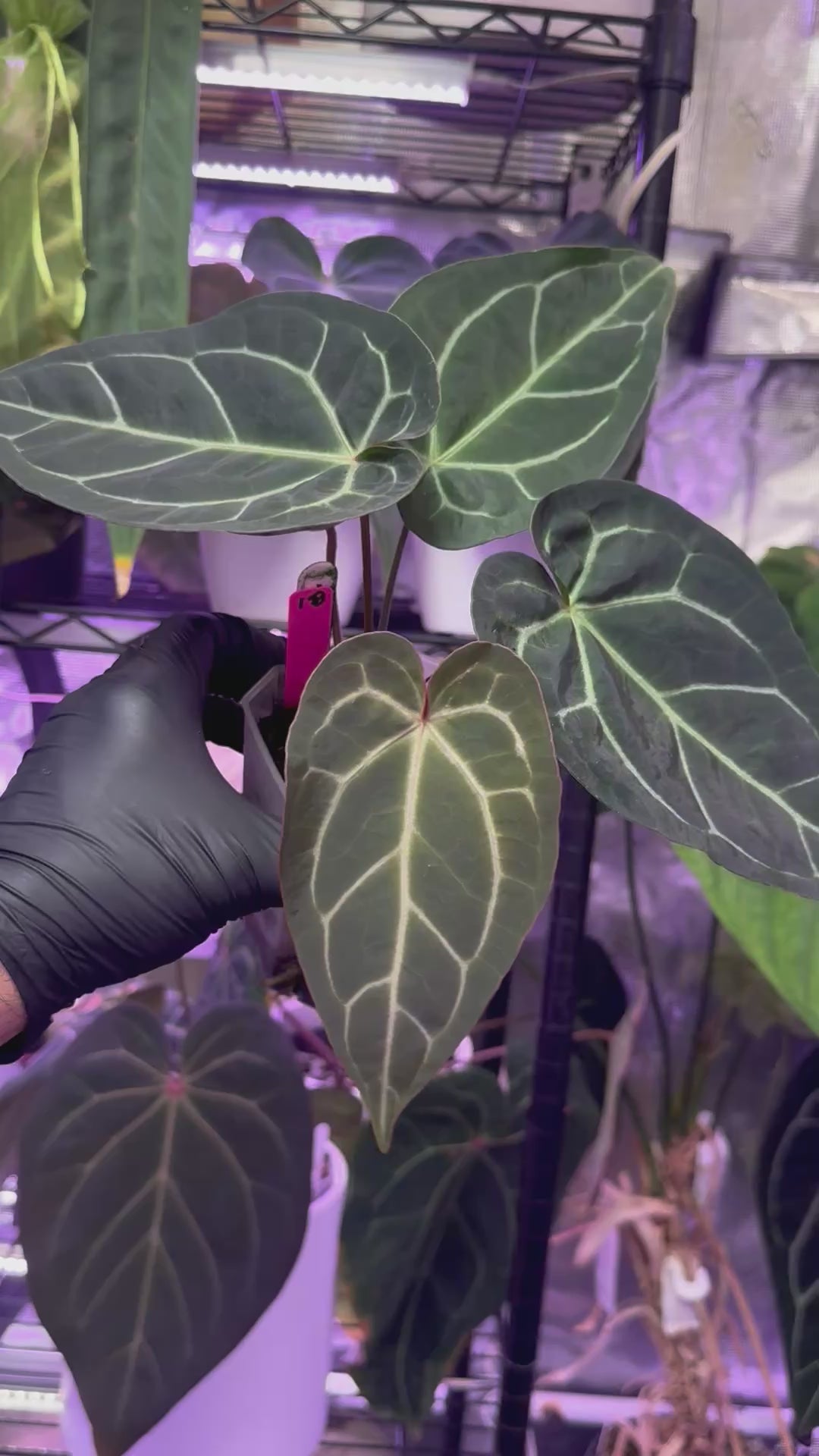 Anthurium “Black Widow x Michelle” x magnificum “Norte”