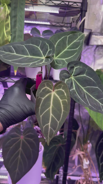 Anthurium “Black Widow x Michelle” x magnificum “Norte”