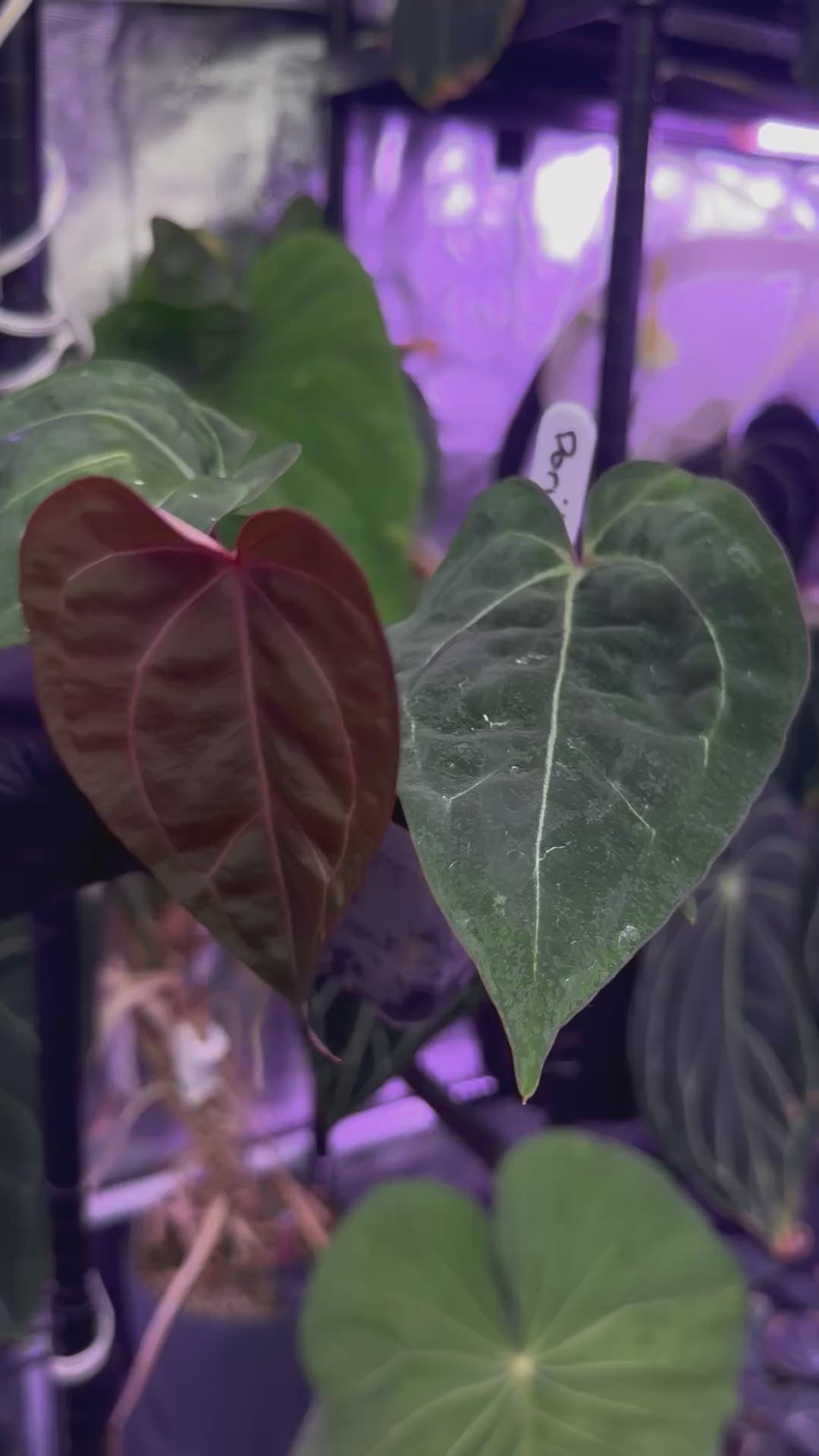 Anthurium Dorito x Tezula red crystal