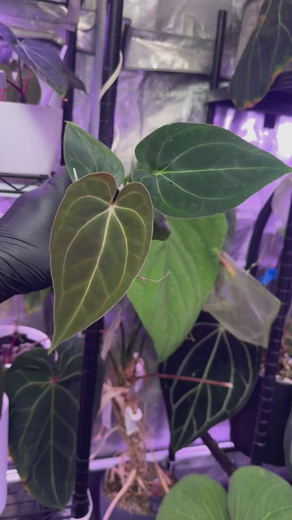 Anthurium (carlablackiae District x “Black Widow x Michelle Buz2) x PapX