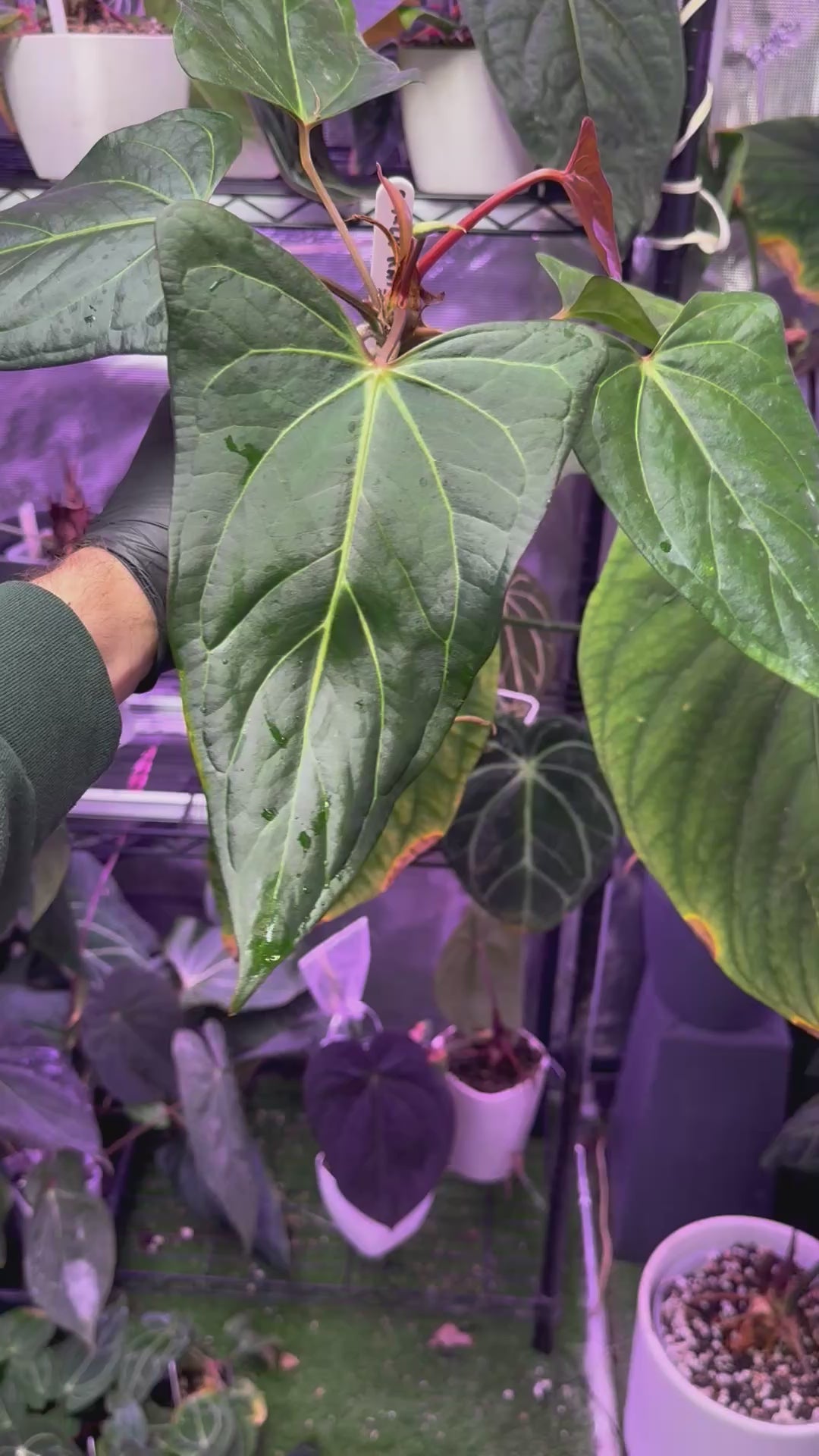 Anthurium carlablackiae "RA15" x ustuopoense - flowering