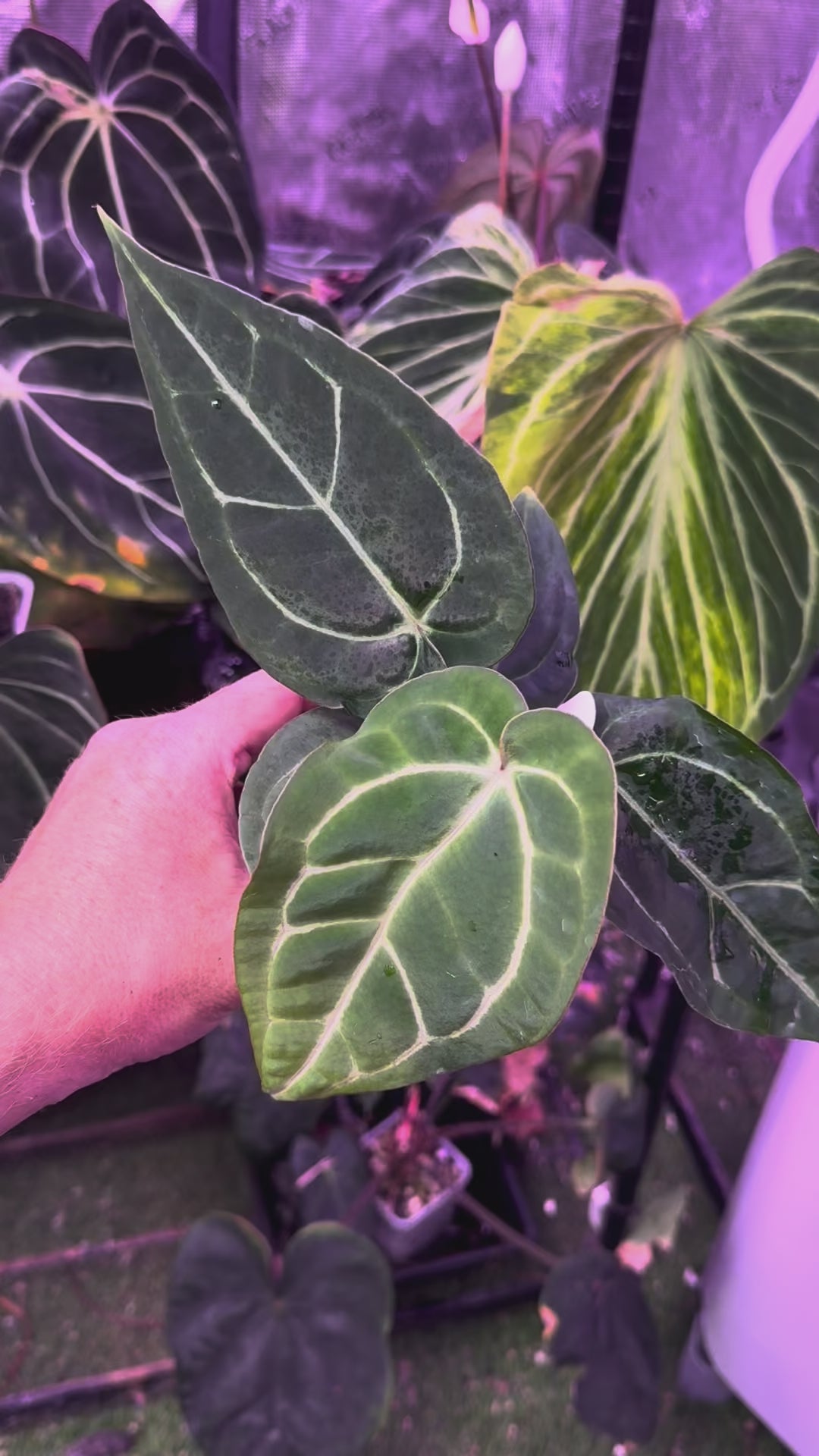 Anthurium ‘Tim Anderson Stripey’ X carlablackiae ‘RA6’ 03