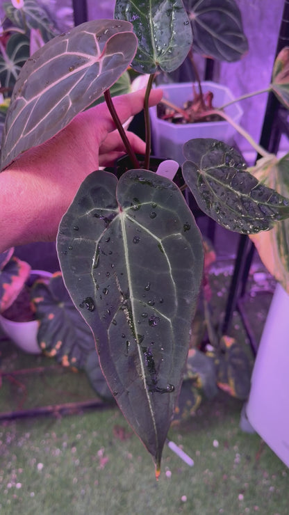 Anthurium carlablackie 'Round xGPH001' X Black Widow x Michelle 04