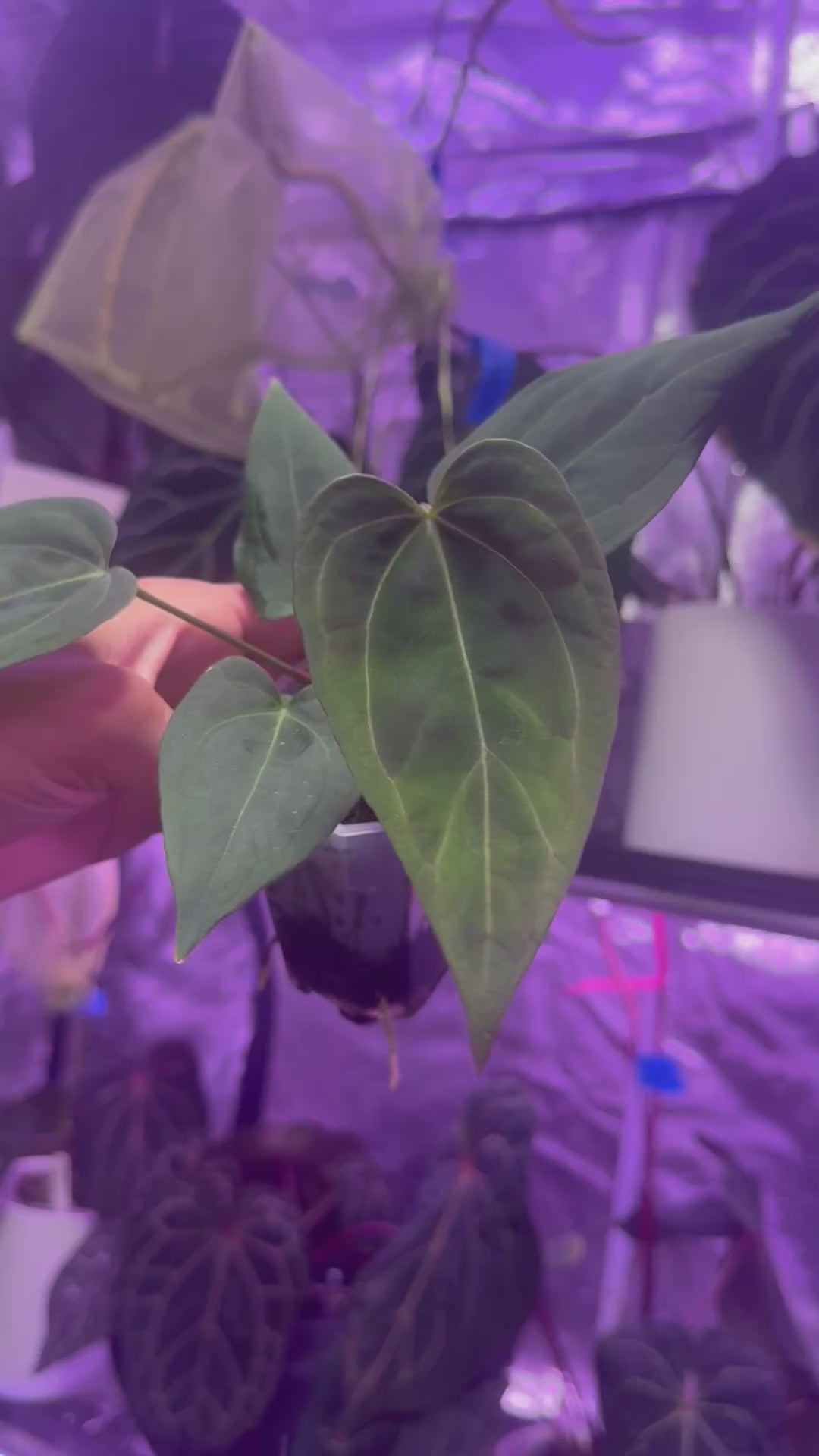 Anthurium Dorito x Stripey