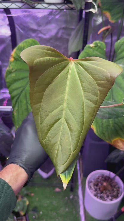 Anthurium carlablackiae "RA15" x ustuopoense