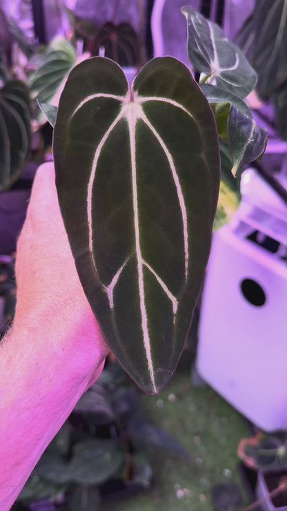 Anthurium carlablackiae “GPH001 x self” X “RA5x10” B