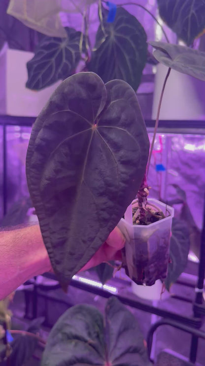 Anthurium Snake Oil Buz2 x Black Cherry
