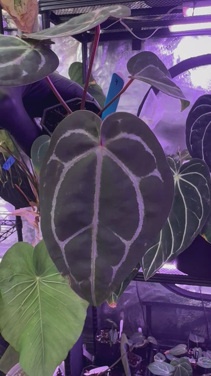 Anthurium Tezula ‘Red Crystal’ x Snake Oil