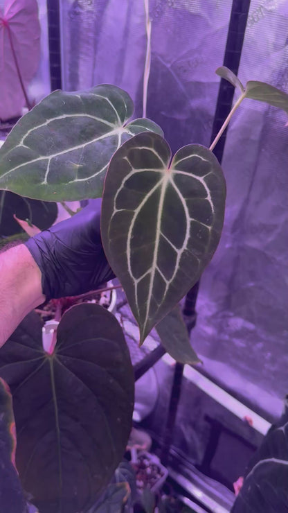 Anthurium Stripey x carlablackiae RA6