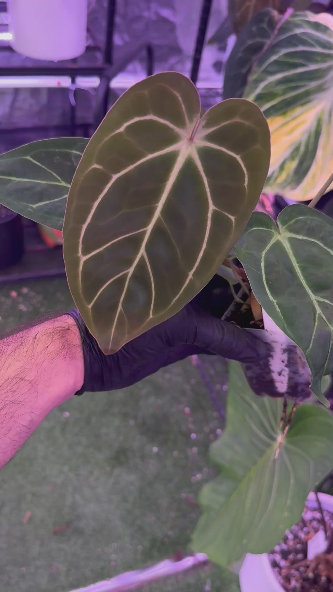 Anthurium Stripey x carlablackiae RA6