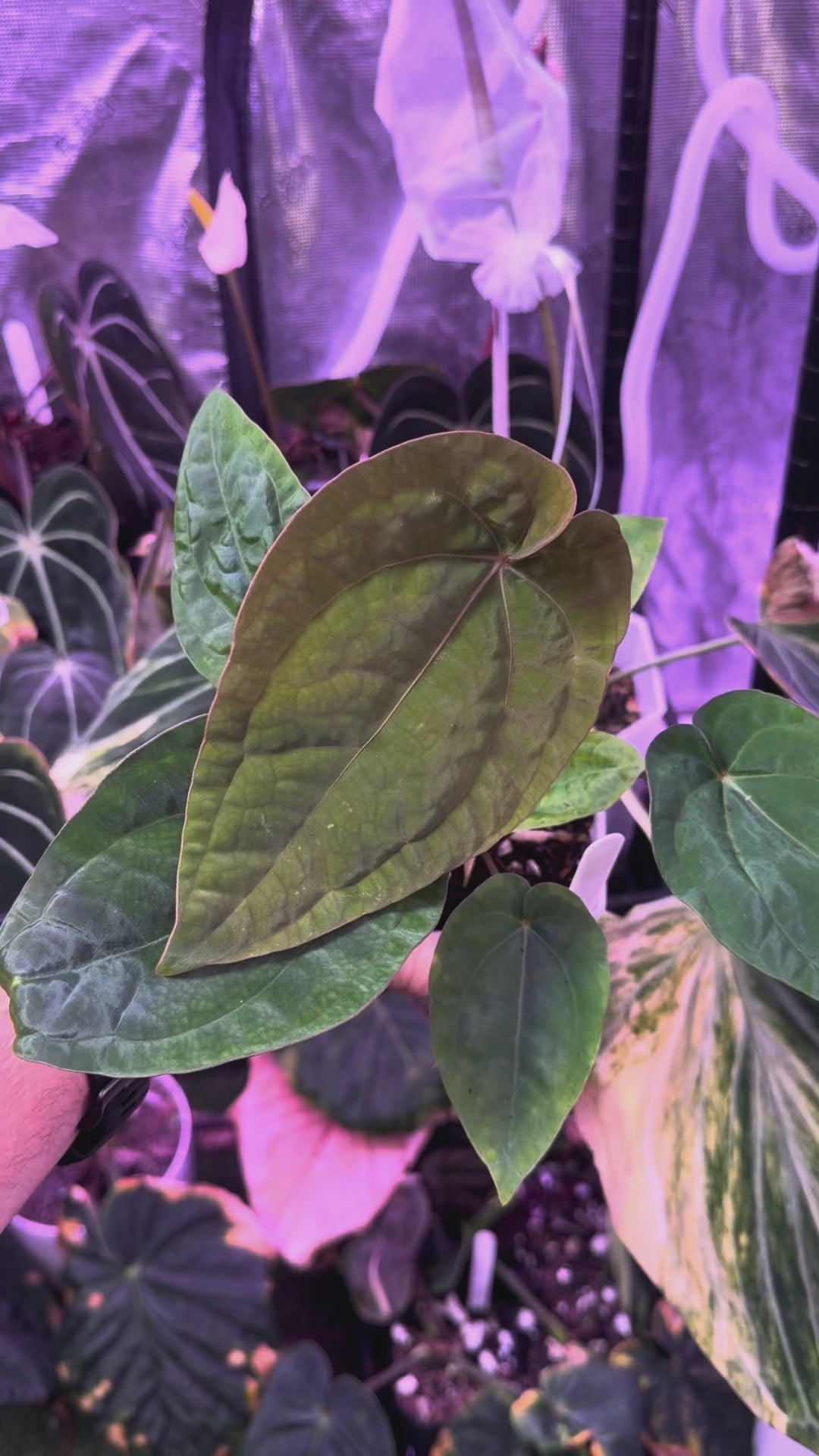 Anthurium "Udaka" x dressleri RG founder clone #2 AB