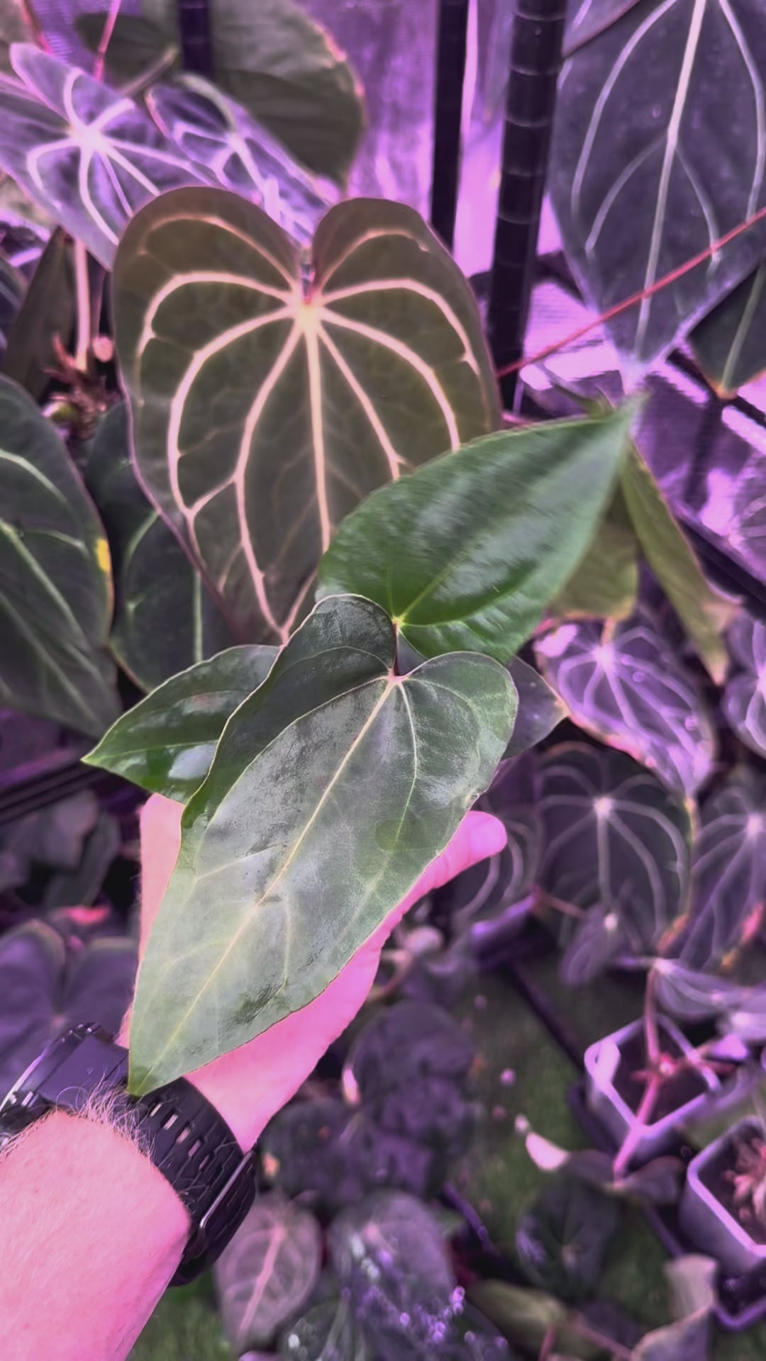 CaRL 2.0 - Anthurium carlablackiae “BUZ1 x RA8” X papillilaminum “Ralph Lyman” A