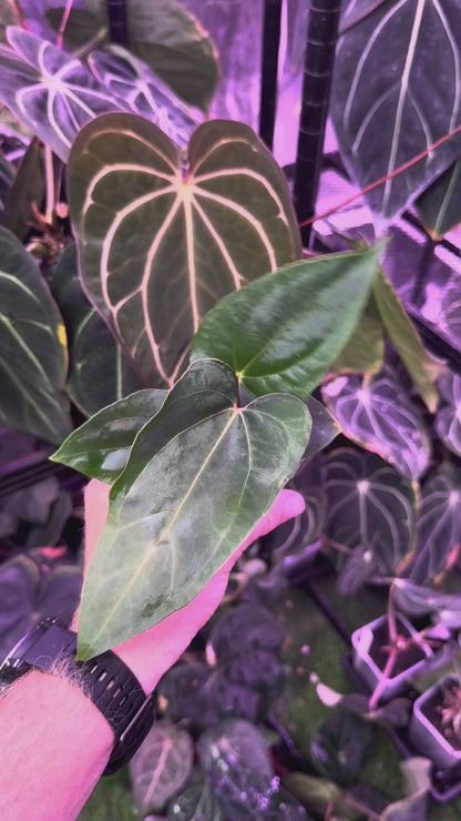 CaRL 2.0 - Anthurium carlablackiae “BUZ1 x RA8” X papillilaminum “Ralph Lyman” A