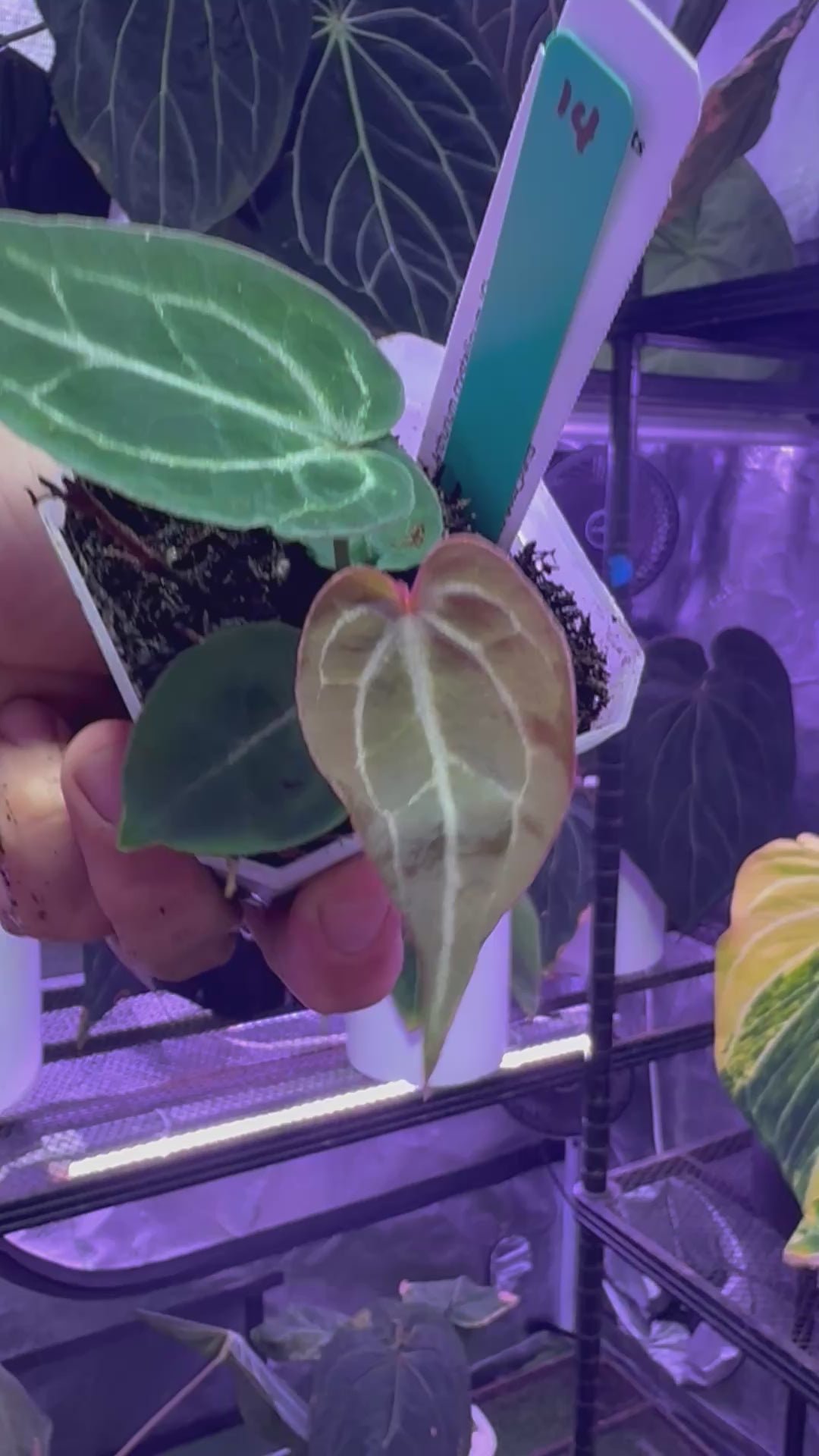 Anthurium Chocolate Crystalx Tezula Red Crystal