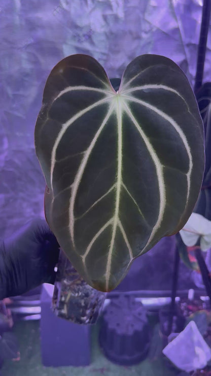 Anthurium carlablackiae Buz1 x RA 5x10 *flowering*