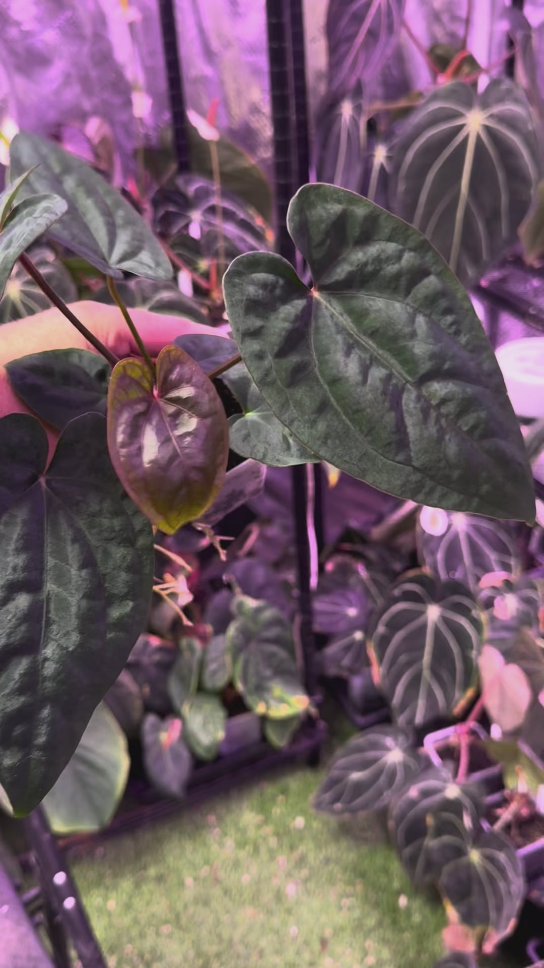Anthurium (dressleri x carlablackiae) x Red Vein Dark Phoenix
