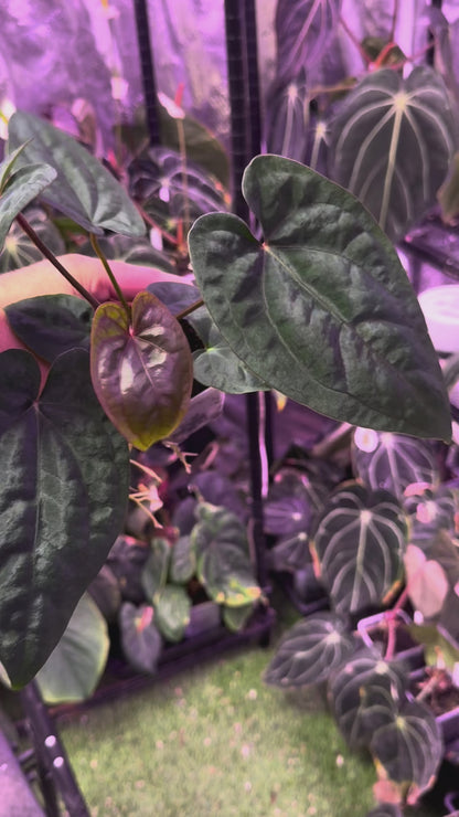 Anthurium (dressleri x carlablackiae) x Red Vein Dark Phoenix