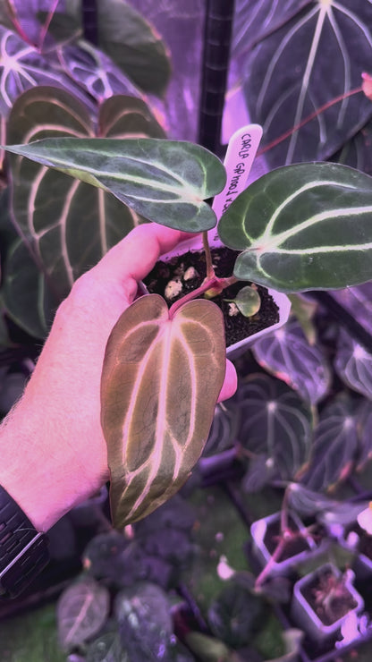 Anthurium carlablackiae “GPH001 x self” X “RA5x10” A