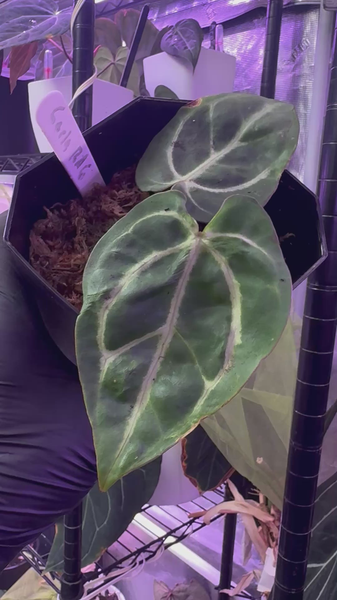 Anthurium carlablackiae RA6 clone