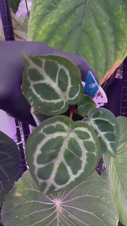 Anthurium dorayaki ‘Super Silver’ x  ‘Black Widow x Michelle’