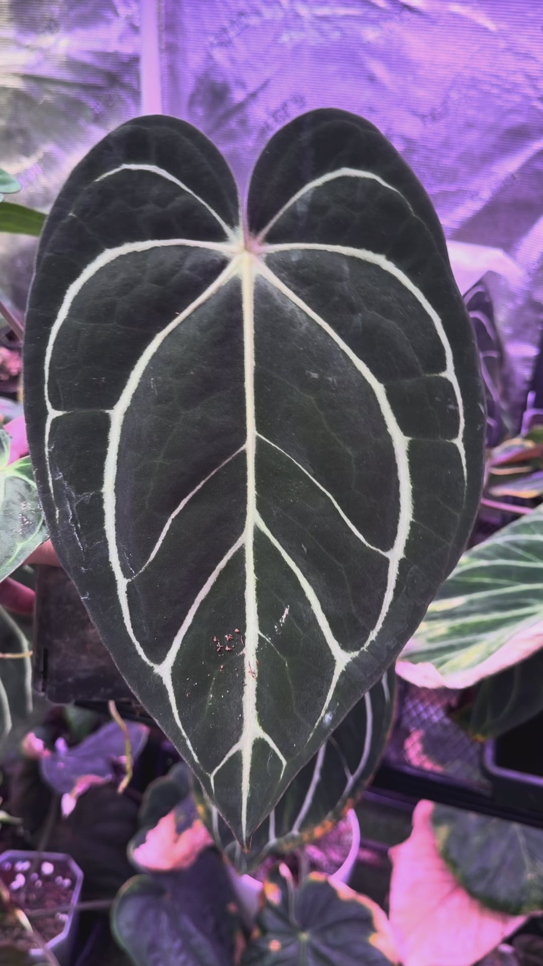 Anthurium carlablackie "RA4x1" x "OG1" Mature  -AA