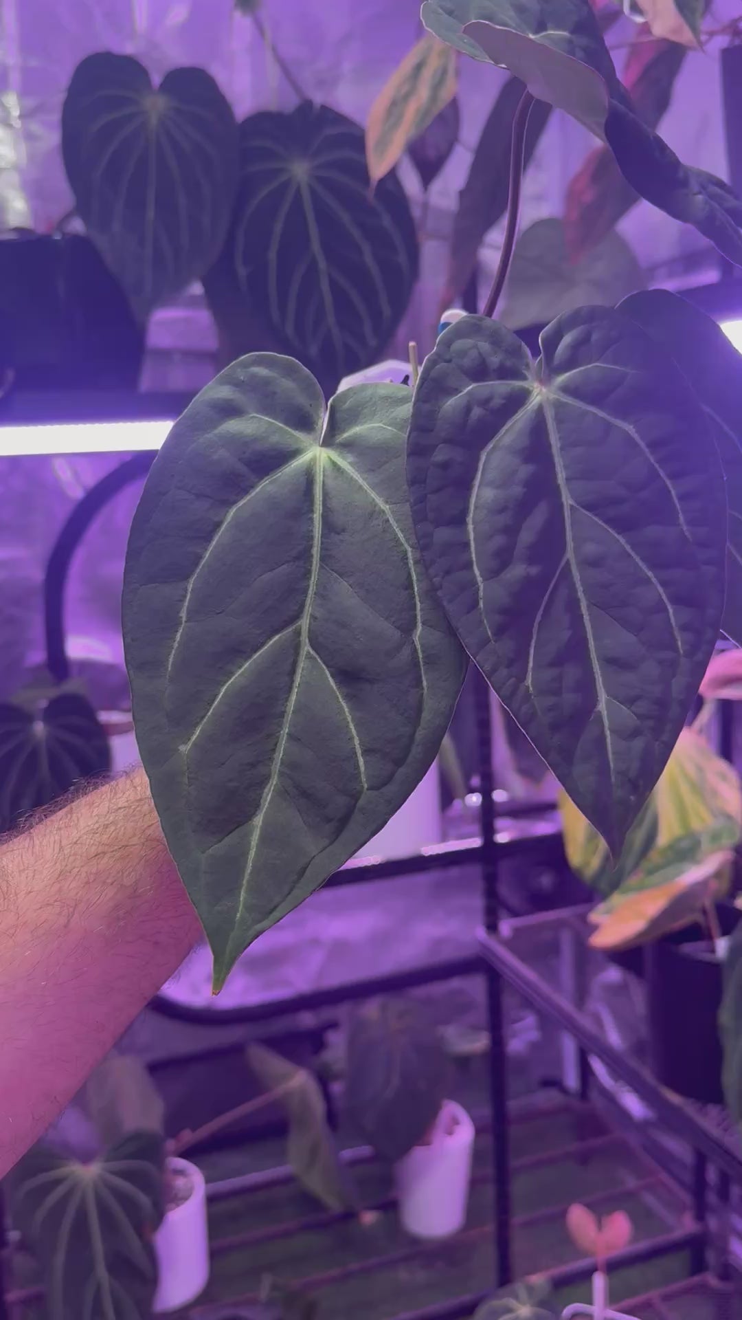 Anthurium Tim Andersons “Stripey” x carlablackiae RA6