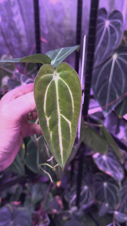 Anthurium carlablackiae “GPH001 x self” X “RA5x10” B