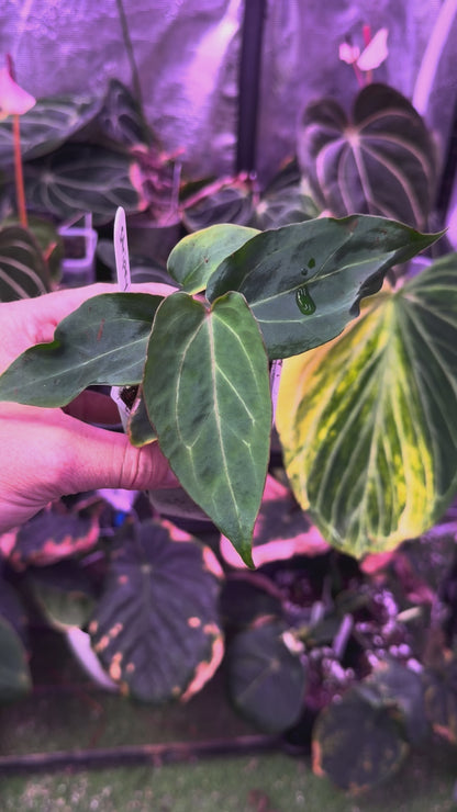 Anthurium ‘Tim Anderson Stripey’ X carlablackiae ‘RA6’ 08