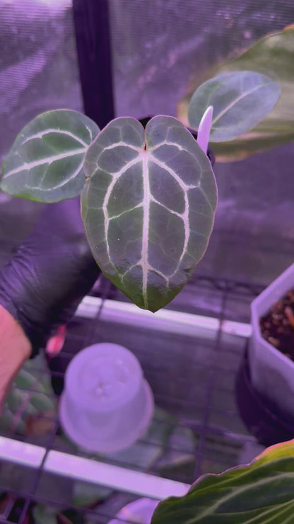 Anthurium Chocolate Crystal x Black Widow Michelle