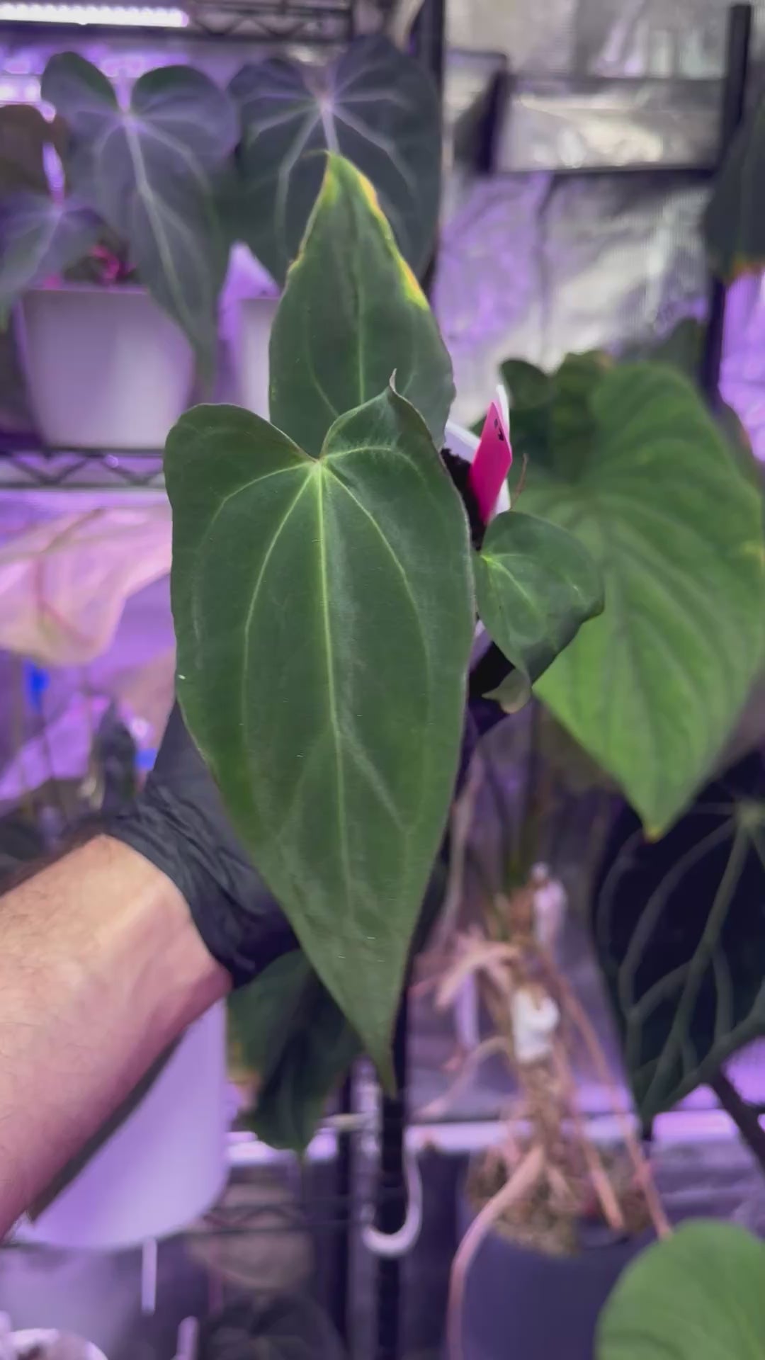 Anthurium (carlablackiae x “Black Widow x Michelle” BUz 2) x PapX
