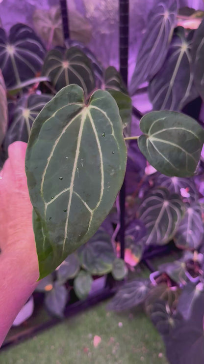 Anthurium Morticia's Magic X Zara x Michelle - Mature