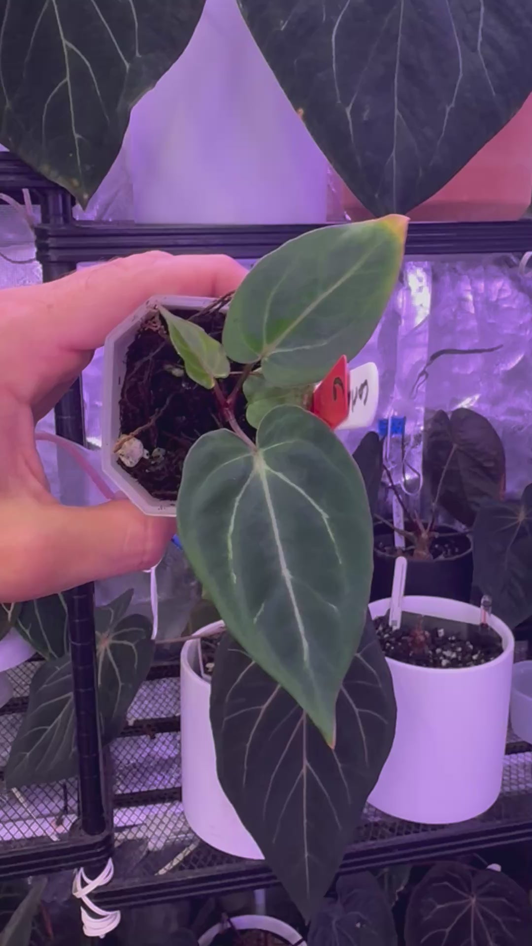 Load video: Anthurium carlablackiae "District" x BWM F1