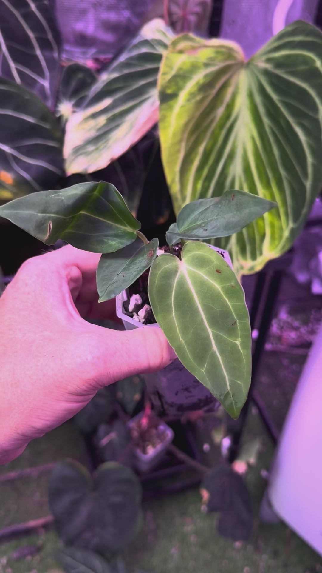 Anthurium "Tim Anderson Stripey"  X "Araña" 01
