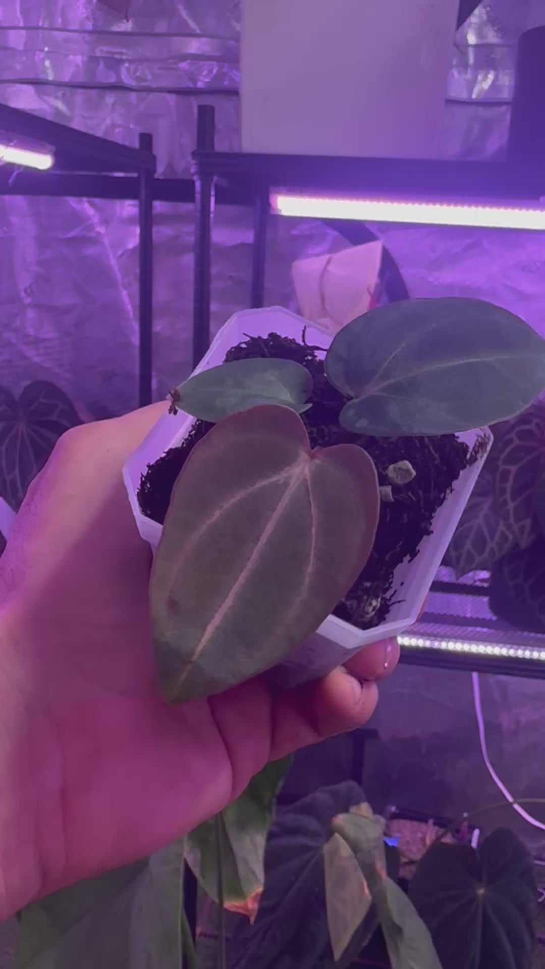Anthurium carlablackiae (RA4 x PM1) x (Buz1 x RA8)