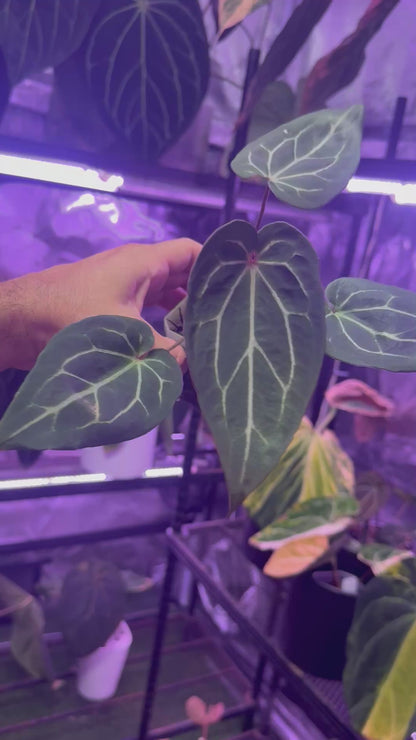 Anthurium Chocolate Crystal x “Black Widow x Michelle”